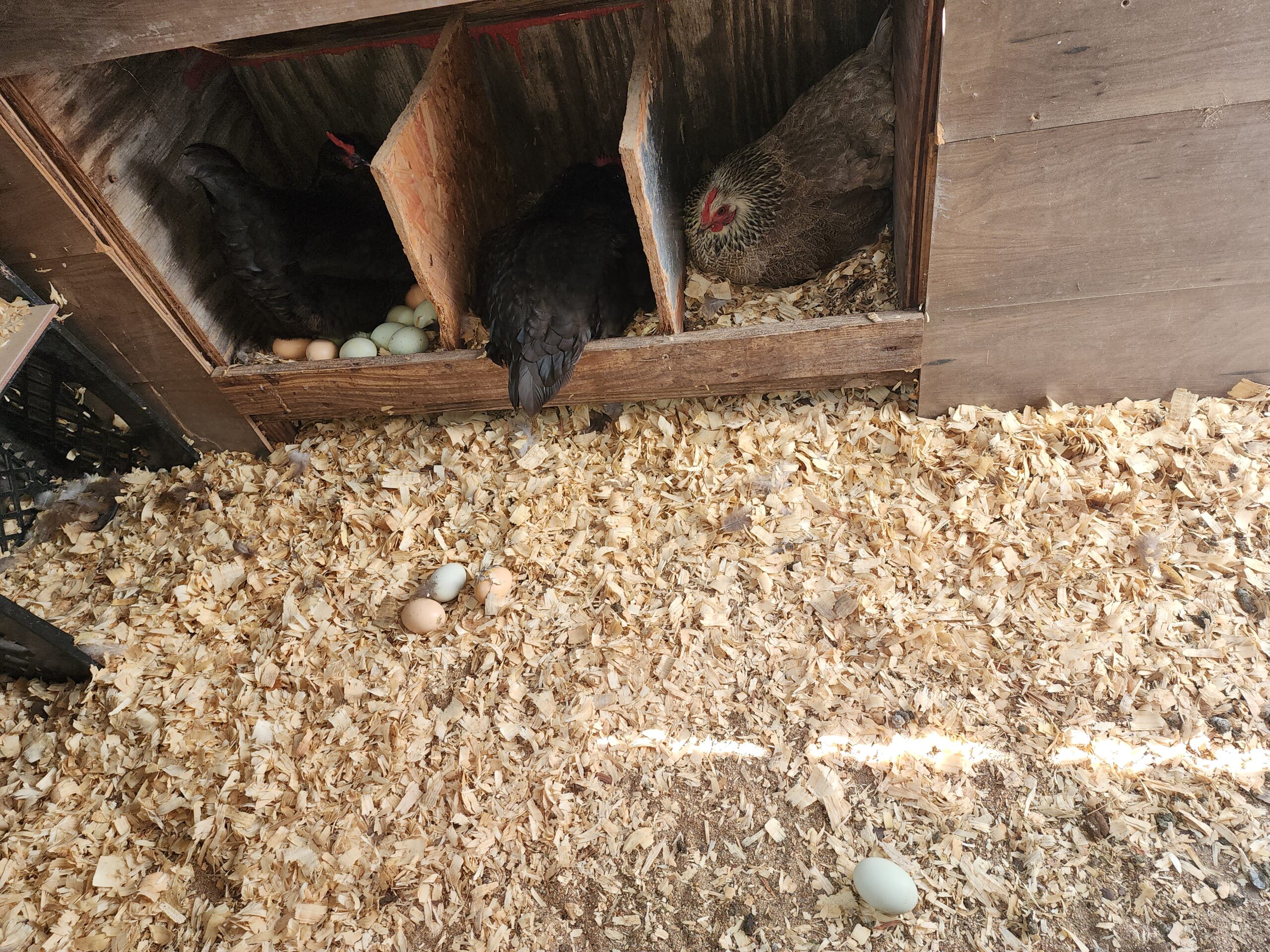 Hens in nesting boxes with fresh eggs