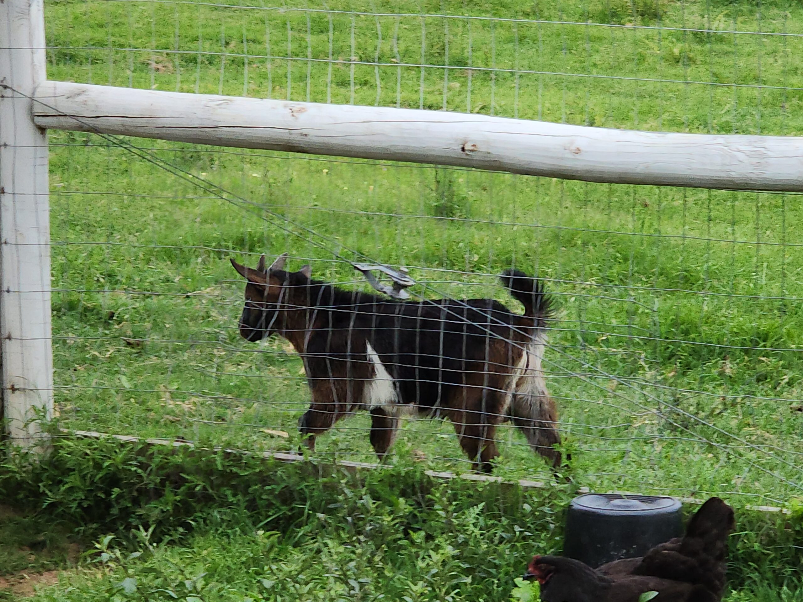 Chickens outside on the farm