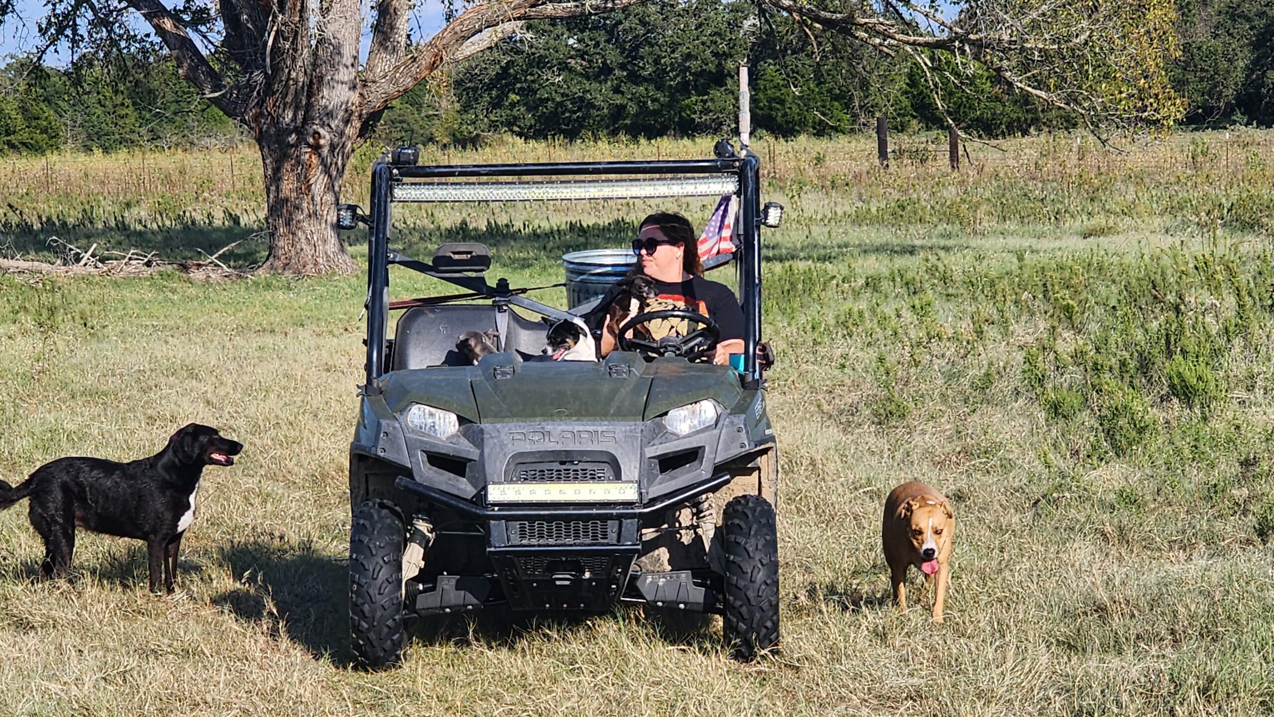 A farm utility vehicle in the pasture with dogs nearby