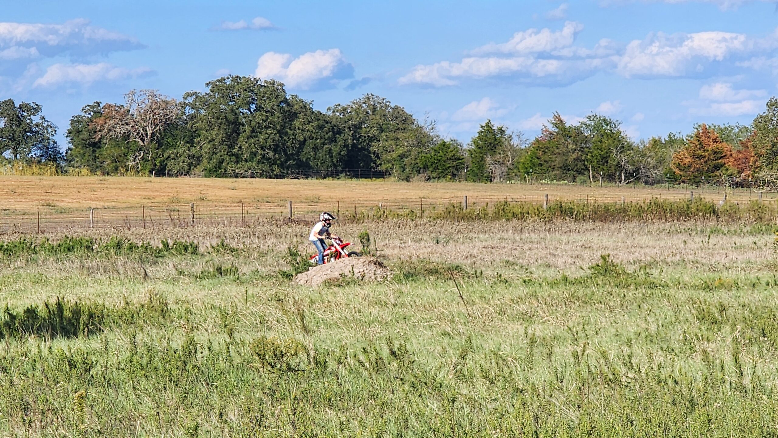Pasture view with farm dogs