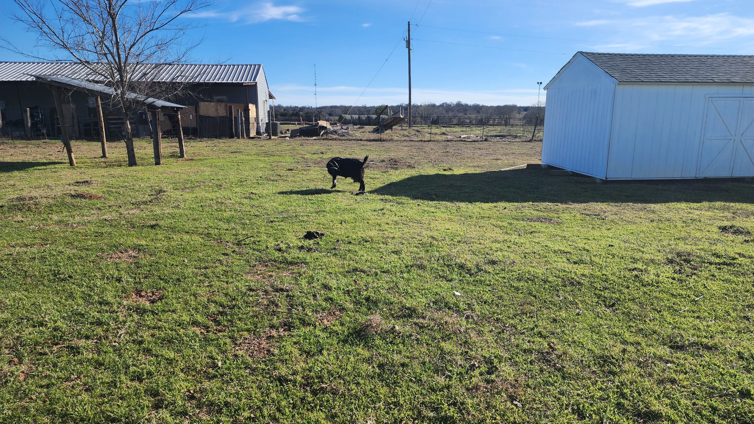 Farm animals near a shelter