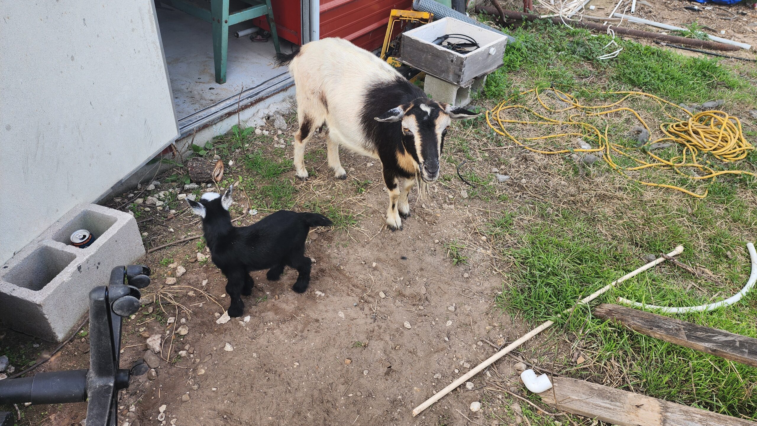 A goat and kid near the barn
