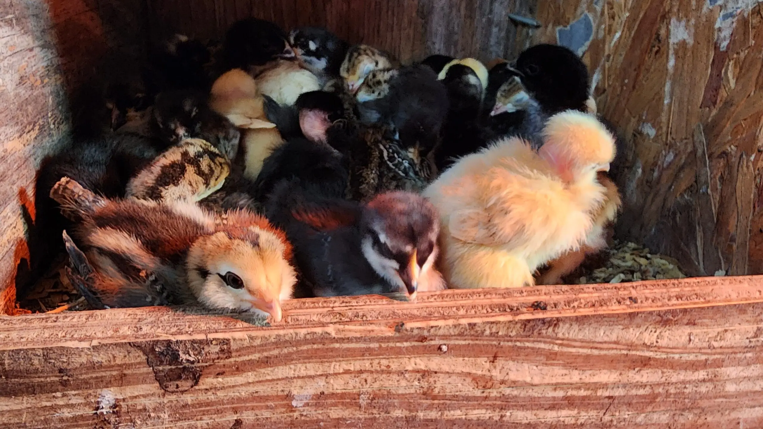 Young chicks under warm light
