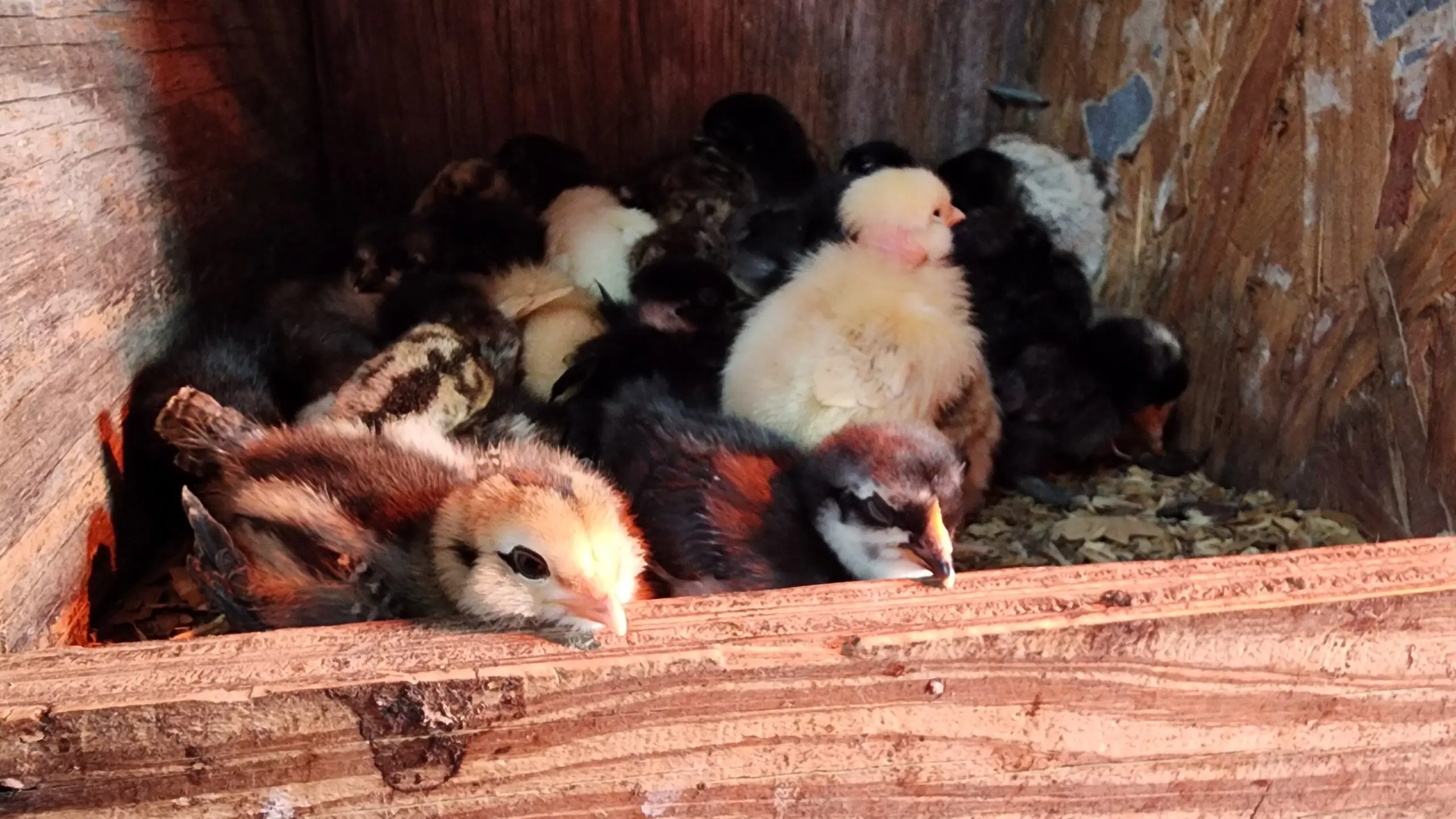 A brooder full of young chicks