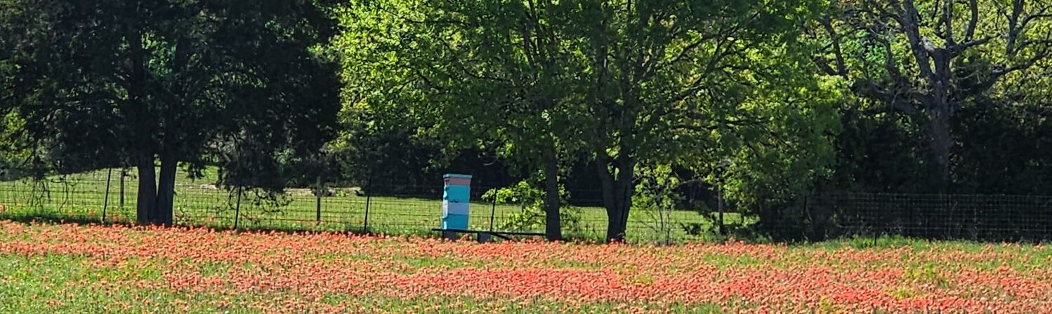 A Waggle Farm bee box in a green Texas pasture
